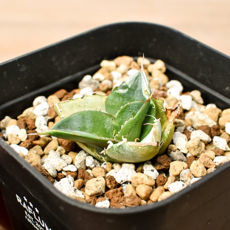 アガベ チタノタ "貔貅"【台湾 dragon agave産/TC子株/】134（T）