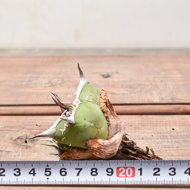 アガベ チタノタ 