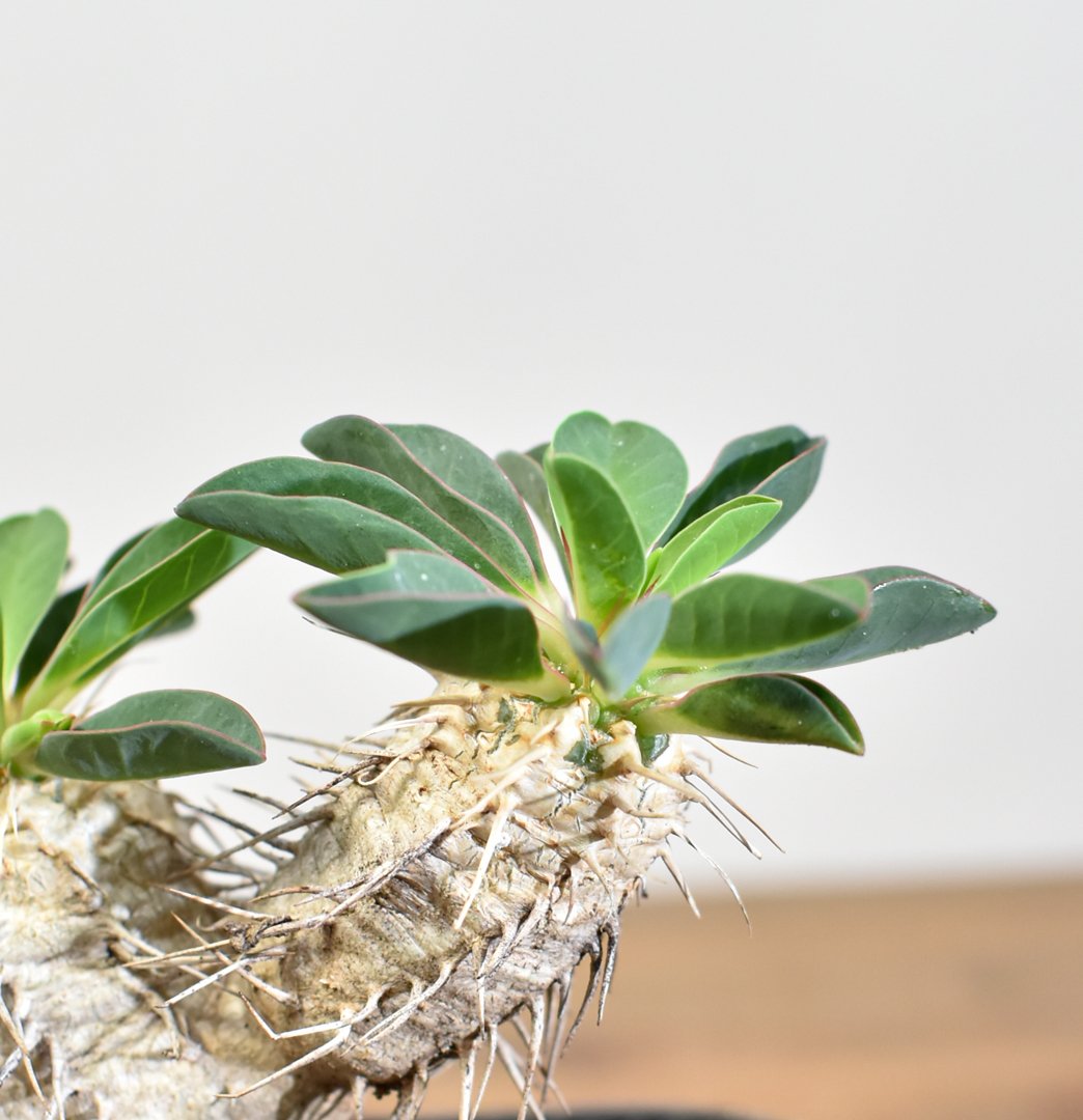 ユーフォルビア・ギラウミニアナ 【実生】RFHK25011167 | RAFLUM