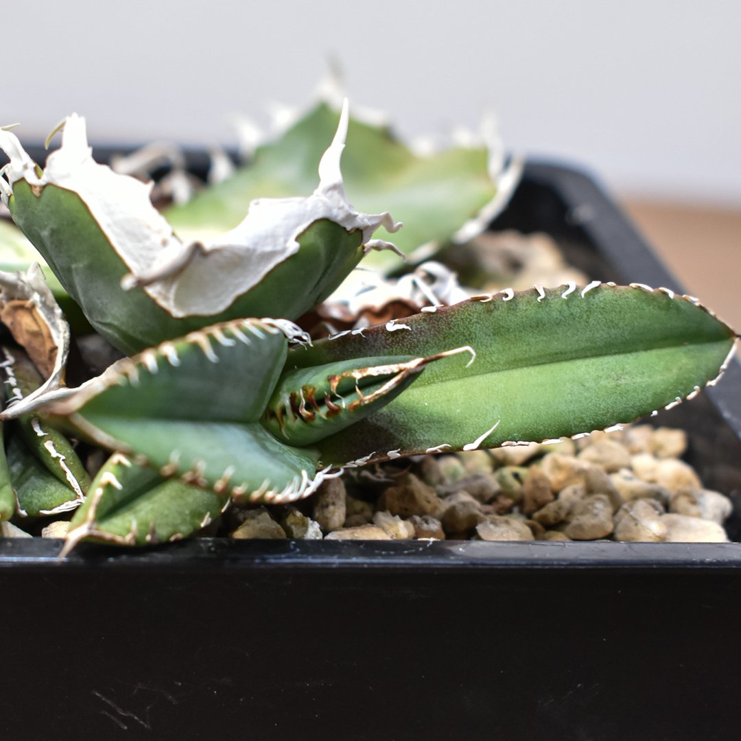 アガベ 南アフリカダイヤモンド SAD チタノタ 胴切り子株