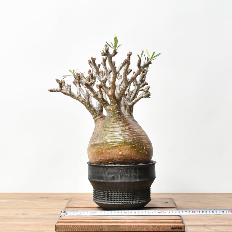 RAFLUMコレクション】パキポディウム グラキリス 