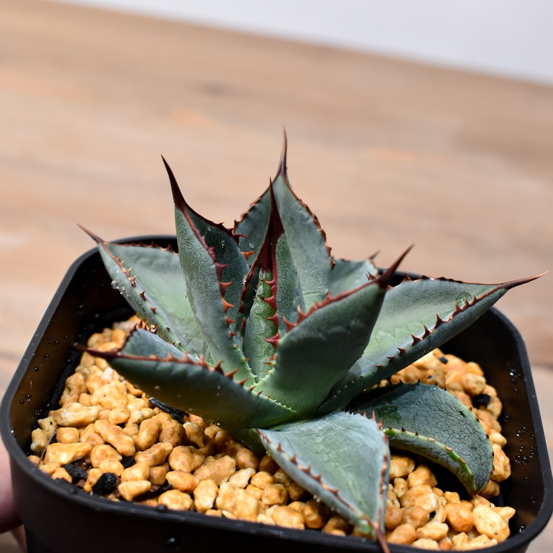 アガベ　ハイブリッド　イシスメンシスxパラサナ アガベ イシスメンシスxパラサナ | mana's farm:塊根植物