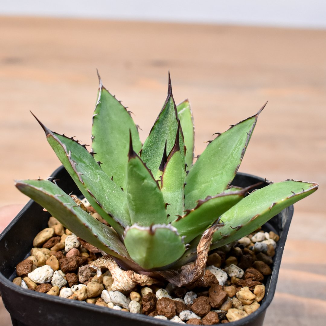 アガベ Dennis hybrid 甲蟹X笹之雪 【台湾DENNIS産/実生】DN25010