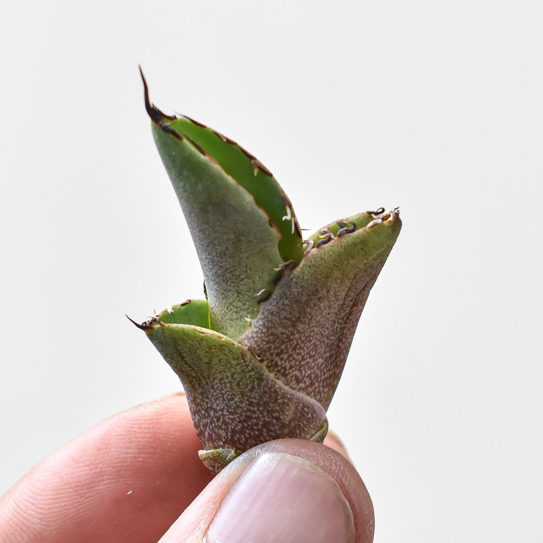 ダイス様おまとめアガベ