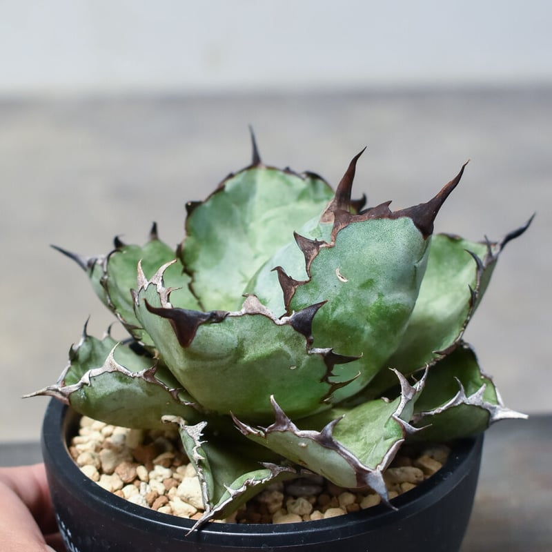 アガベ チタノタ ブラックアンドブルー 