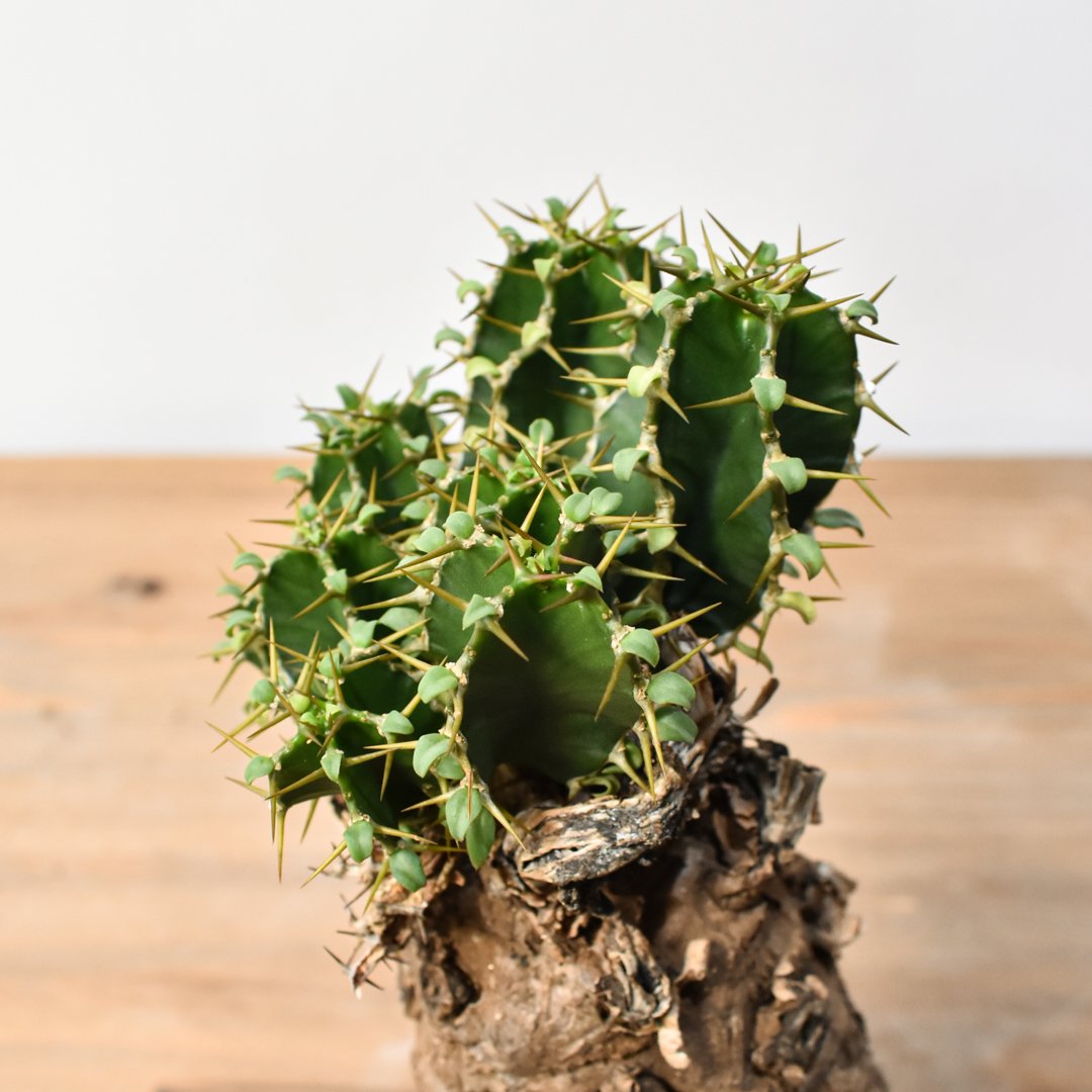 ユーフォルビア ムランジーナ RFHK25011500 | RAFLUM / ラフラム｜東京