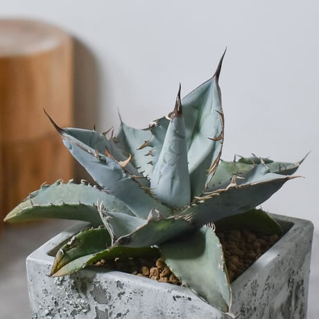 CATEGORY チタノタ ホワイト | RAFLUM / ラフラム｜東京、大阪の