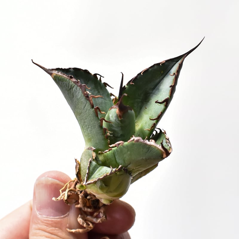 アガベ オテロイ 