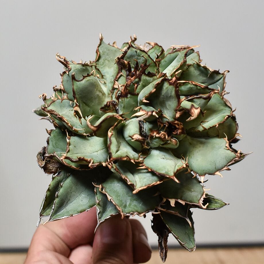 アガベ チタノタ 綴化フィリグリーデビル 