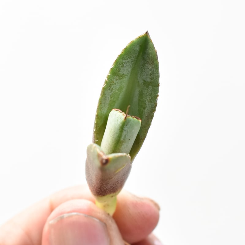 アガベ チタノタ 