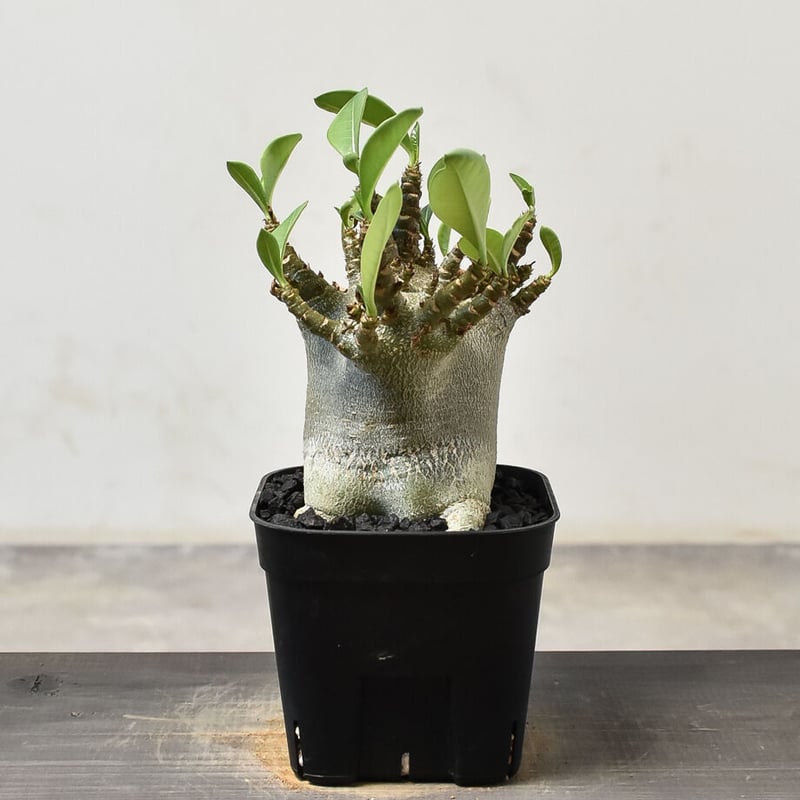 アデニウム アラビカム 