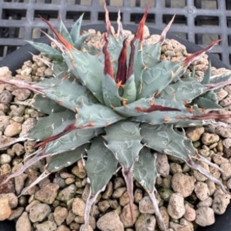 アガベ ハイブリッド 甲蟹 × 妖炎 子株 イシス ネバデンシス