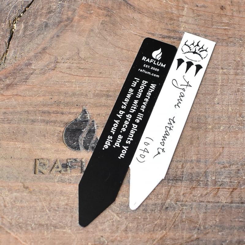 アガベ チタノタ DENNIS040 デニス040 