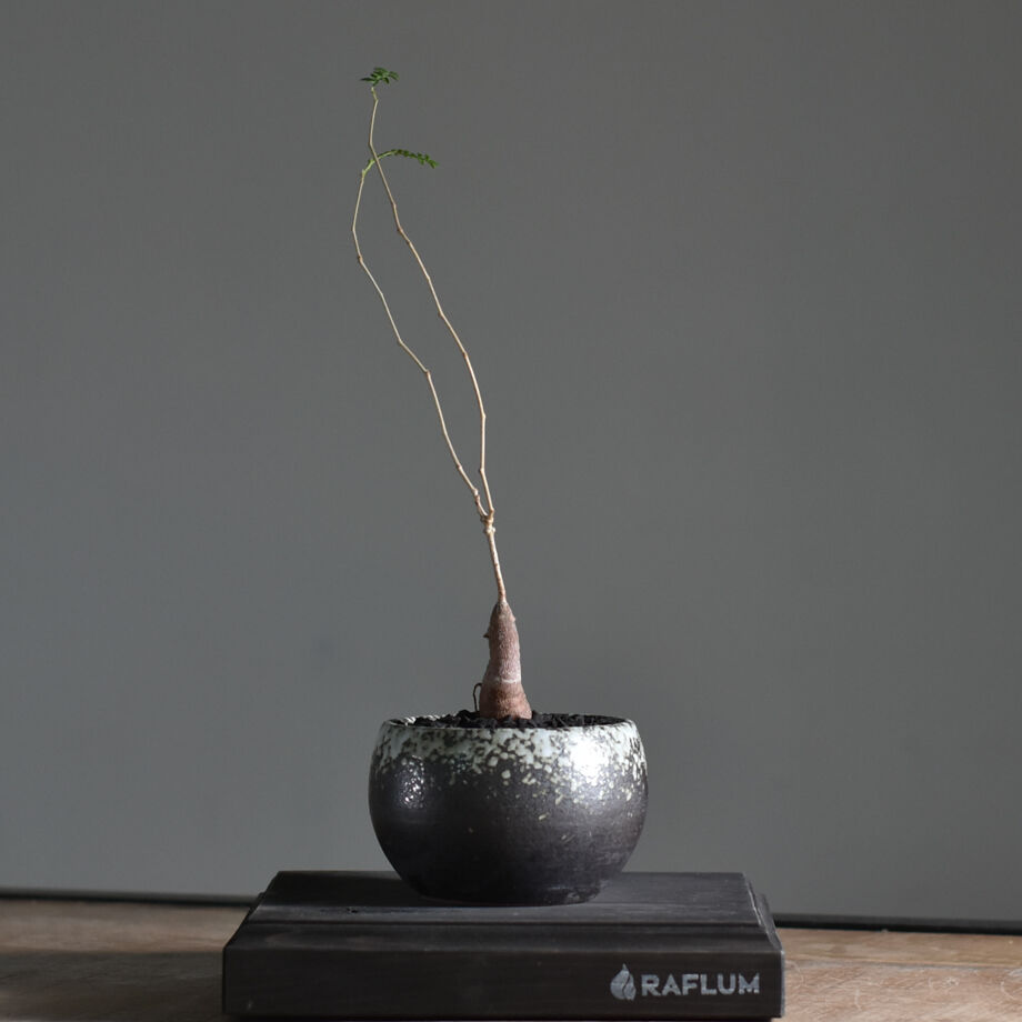 塊根植物　オペルクリカリア　ヒファエノイデス　大株 オペルクリカリア ヒファエノイデス 【 灌木系の希少種！塊根部