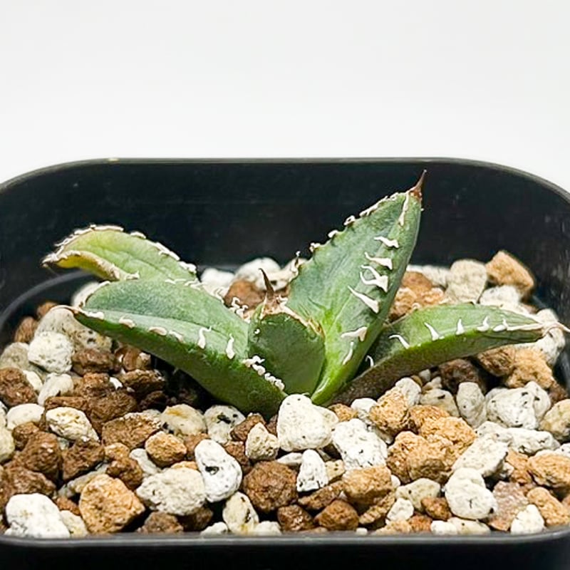 アガベ チタノタ 