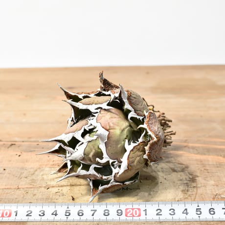 アガベ チタノタ 精品フレイム / "精品烈焰" 【台湾 dragon agave産/抜き苗/中株】C76