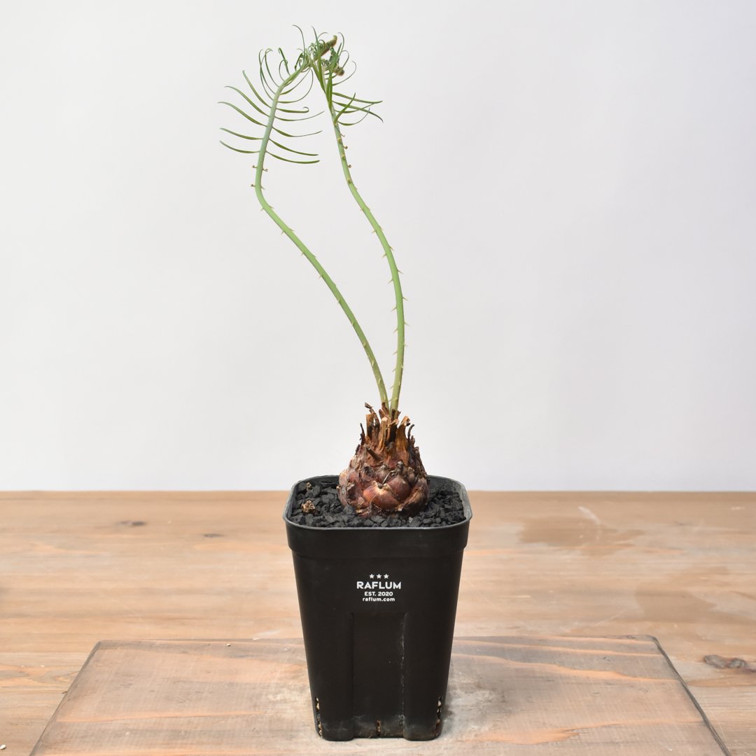 サイカス カイルンシアナ 【実生】RF25011360 | RAFLUM