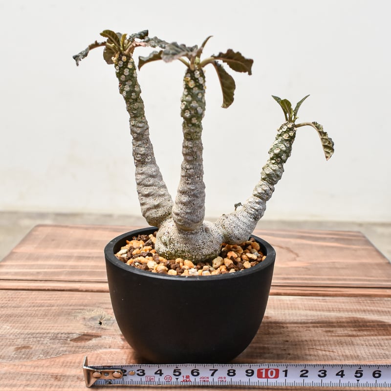 ドルステニア フォエチダ【発根済み】GM2401750(T) | RAFLUM / ラフラム