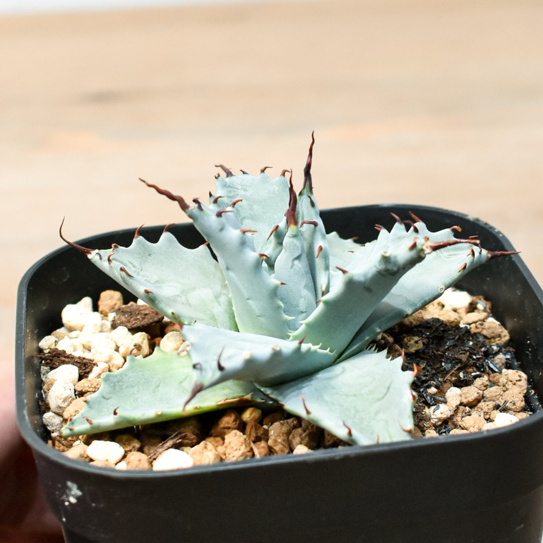 アガベ ハイブリット 雲虎甲蟹×象牙妖炎(モコイシス×陽炎エボリ