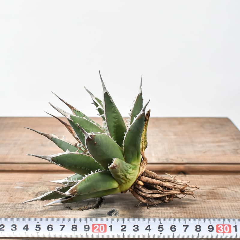 夏セールアガベパープソラム（Purpusorum）‼️超希少株28600-8600 送料込み】アガベパープソラムC 帝釈天 agave purpusorum