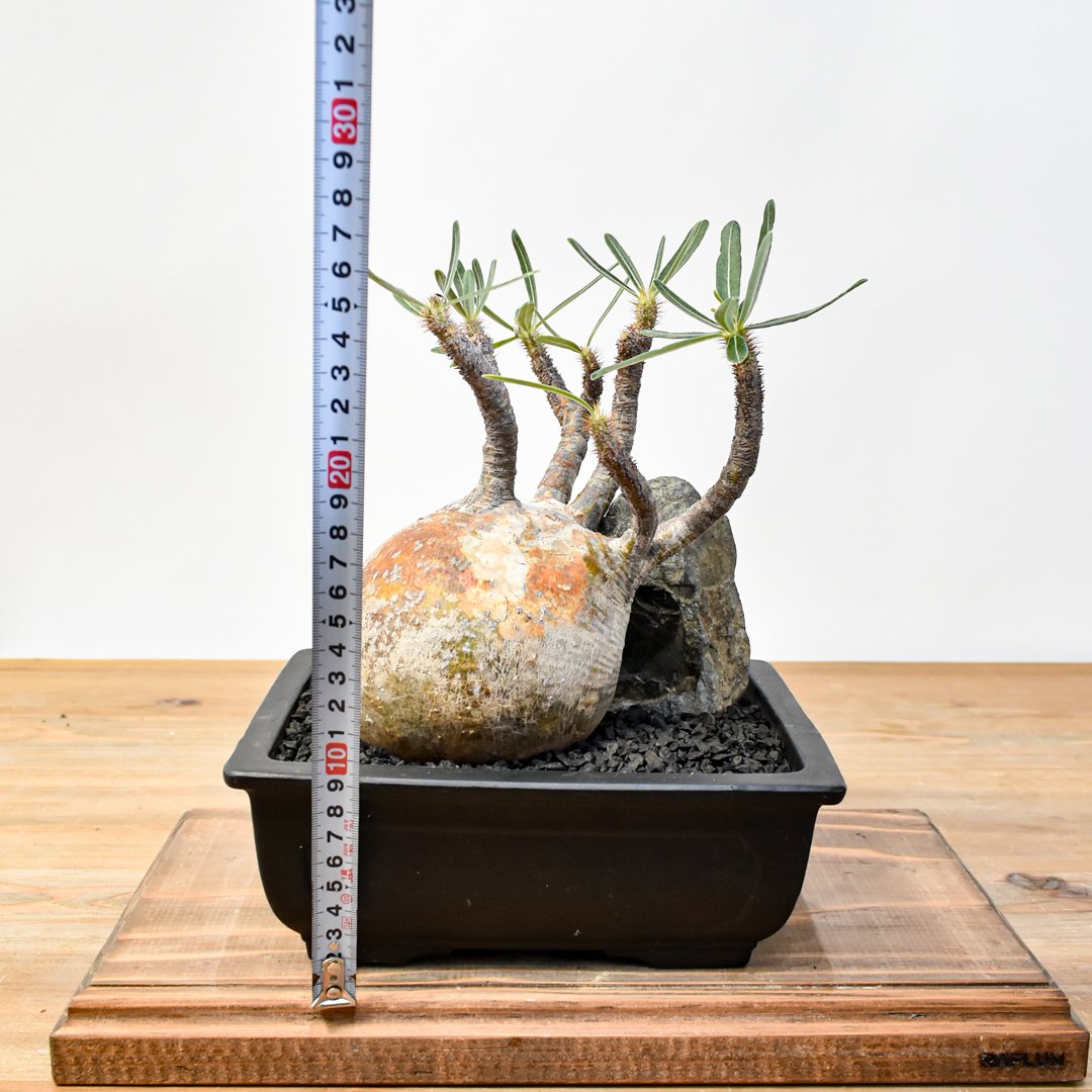 fit=scale-down,w=1200