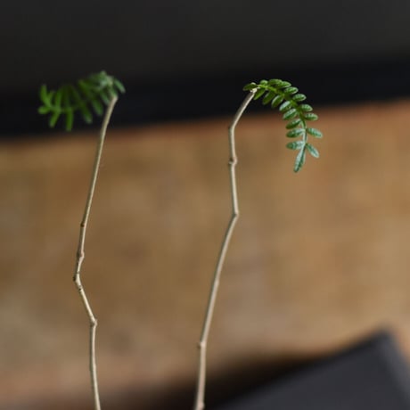 オペルクリカリア  ヒファエノイデス  【 灌木系の希少種！塊根部もしっかりとした優良株を是非！ 】RF22525
