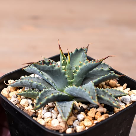 アガベ ハイブリット "特選血雷×象牙妖炎" (血斑無し個体)【台湾botanical_seeker産/選抜株】RF25011808