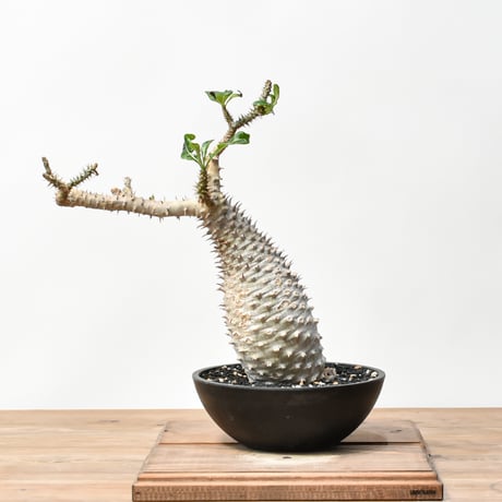 アンボンゲンセ　実生　でっぷり　良型　コレクション　超美株 アンボンゲンセ 実生 でっぷり 良型 コレクション 超美株