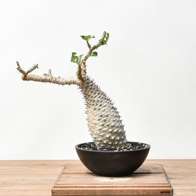 ピ*ウ様 パキポディウム アンボンゲンセ 特大株 白肌株 実生