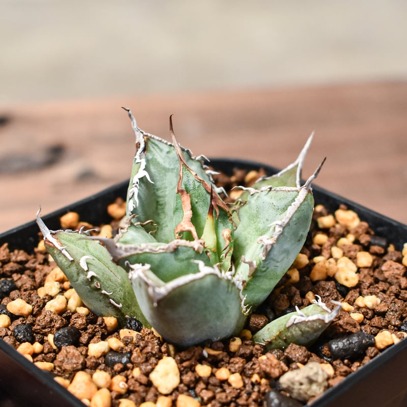 アガベ チタノタ 清櫻 皇冠セット 育成株 【公式通販】