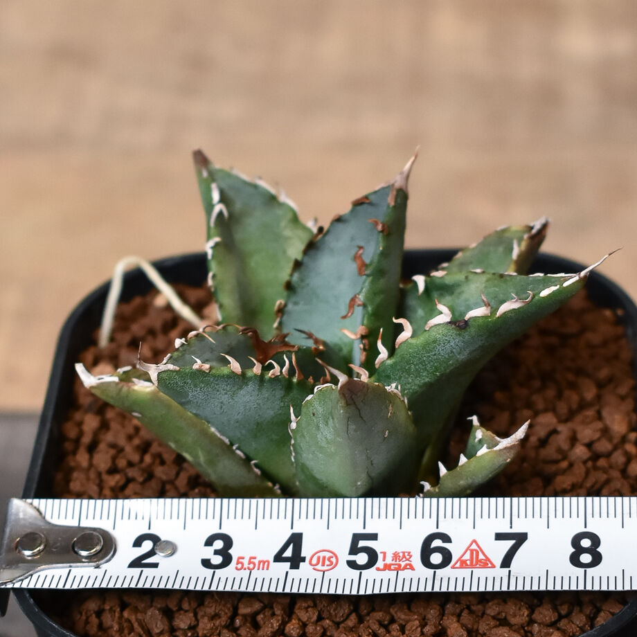 アガベ　チタノタ　白鯨　地植え株　ウネリ良し アガベ チタノタ 白鯨 地植え株 ウネリ良し アガベ チタノタ