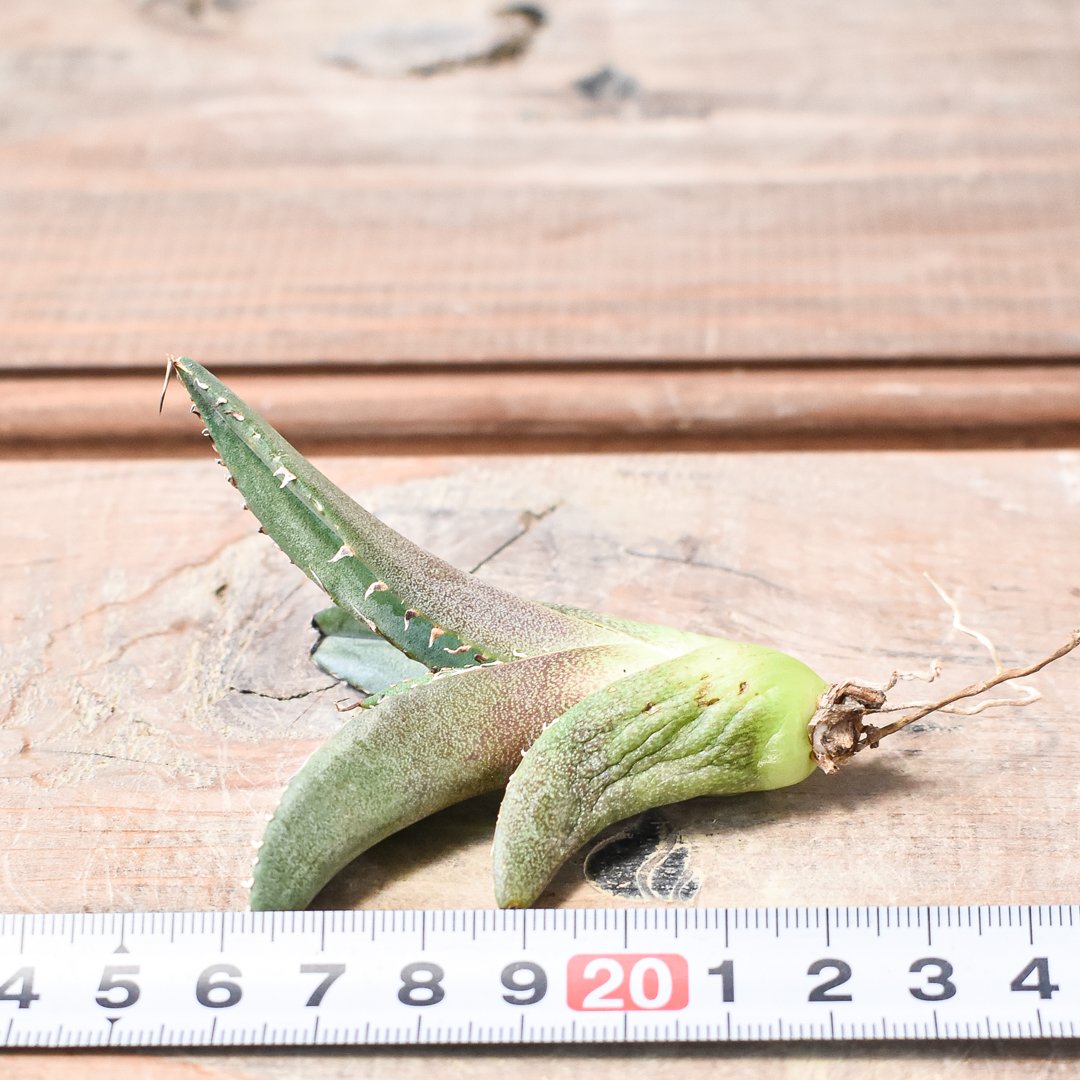 台湾　Kai血統　アガベ　チタノタ　ノーネーム　裏背刺　子株① アガベ チタノタ Agave 台湾 ノーネーム 子株 台湾 Kai血統