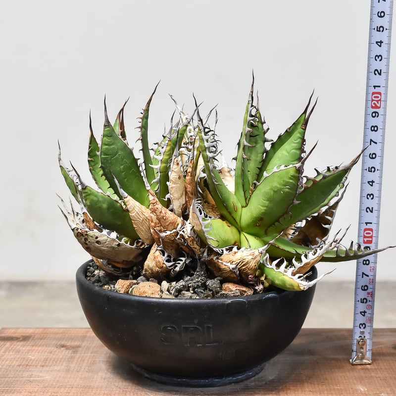 HAYA　アガベ　ホリダ　親1子2 HAYA様専用 アガベ ホリダ 親1子2