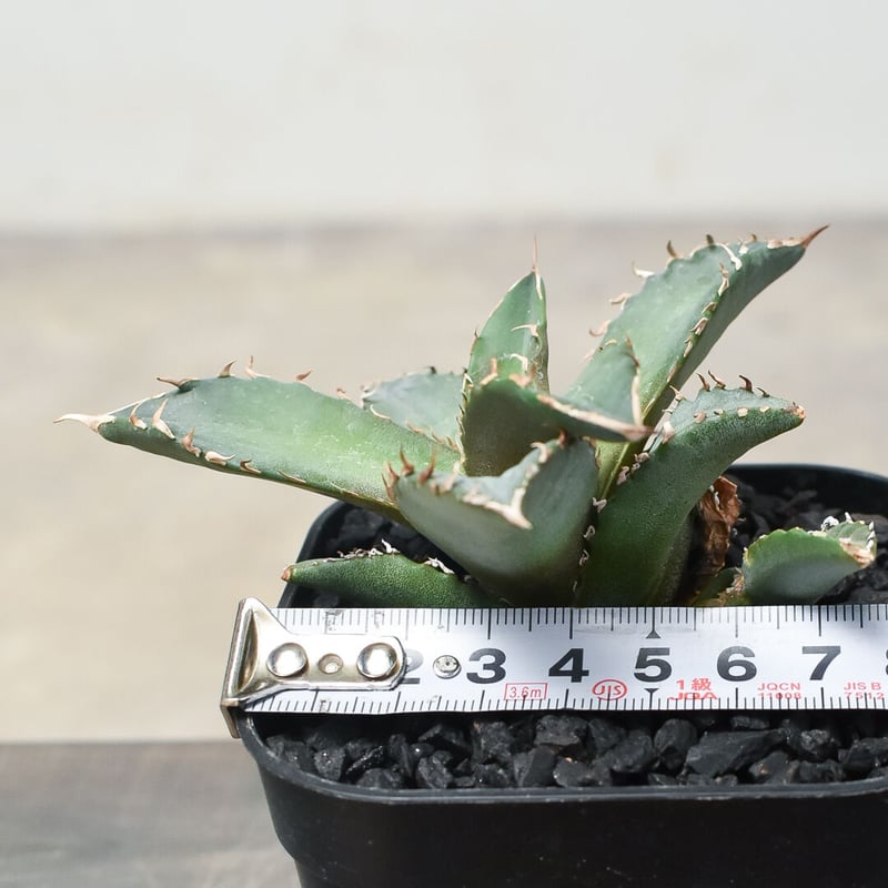 ホワイトファイヤー　\"白炎, 白火焔\" 子株付き　台湾cho産 アガベ チタノタ ホワイトファイヤー 