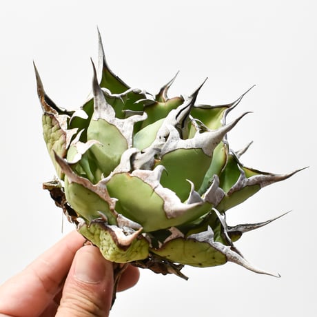 CATEGORY チタノタ ハデス | RAFLUM / ラフラム｜東京、大阪の塊根植物