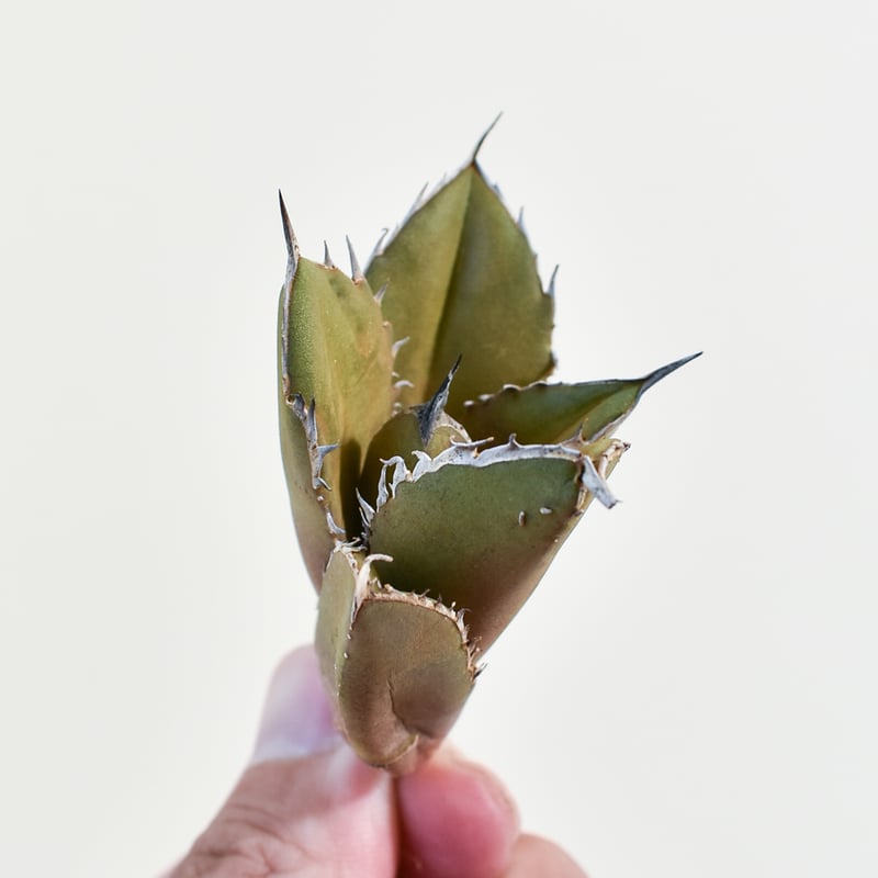 アガベ チタノタ　黒火焔　特選　台湾由来　Berlin産　大きめ子株 アガベ チタノタ 黒火焔 特選 台湾由来 Berlin産 大きめ子株 - メルカリ