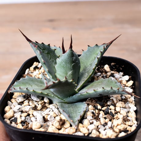 アガベ ハイブリット 曙光 ×（パラサナ、イシスメンシス）【台湾botanical_seeker産】L RF25011583