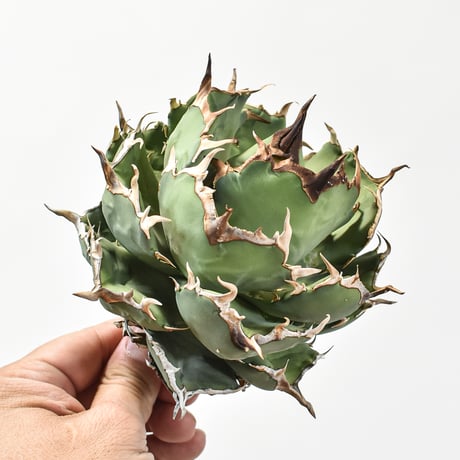 アガベ チタノタ 精品フクロウ / 精品猫頭鷹 , 精品アザラシ / 精品海豹 "大株"【台湾 dragon agave産/抜き苗/大株】A DG2402755(T)