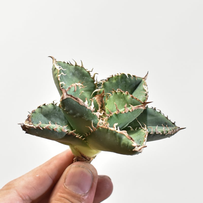 アガベ チタノタ 