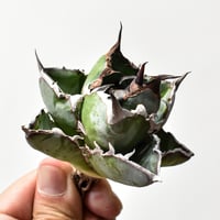 パキポディウム イノピナツム 【 現地球/発根済】B HK2402389(T