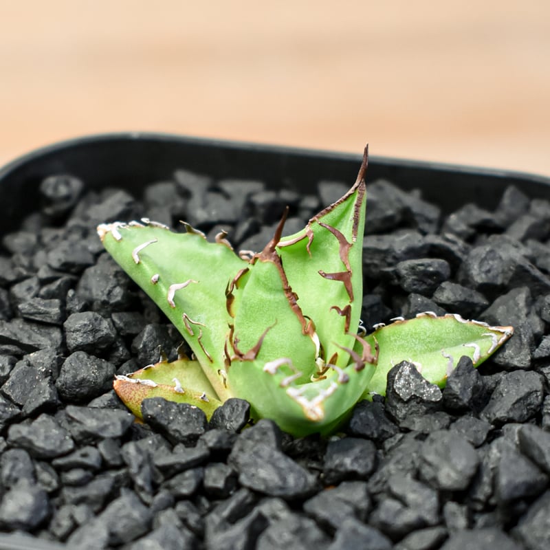 Agave Dennis チタホリ　チーホー Agave Dennis チタホリ チーホー Agave Titanota Dennis 015/040/043