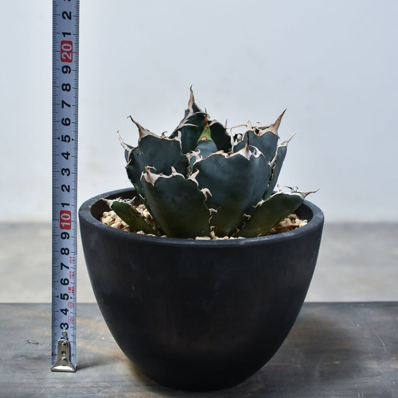 アガベ チタノタ 