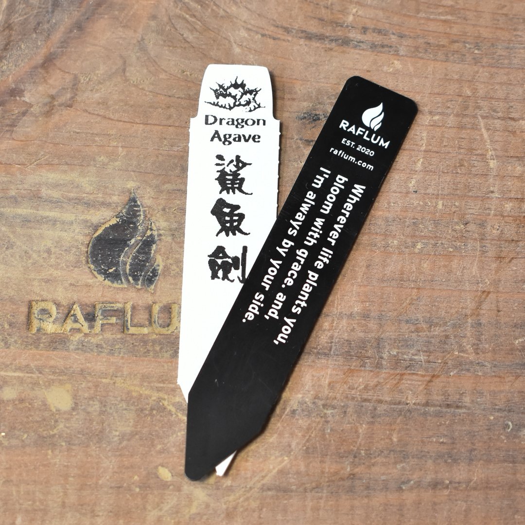 アガベ チタノタ シャークソード 