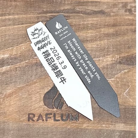 アガベ チタノタ "精品緑犀牛"   【台湾 dragon agave産/中株/抜き苗販売】A27