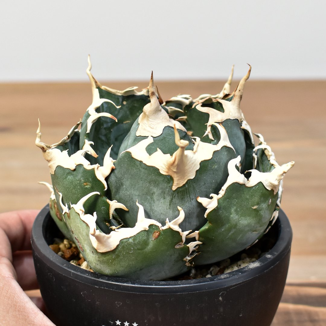 5CLAW】アガベ チタノタ “精品白鯨” 【台湾 dragon agave産/発根済み/中