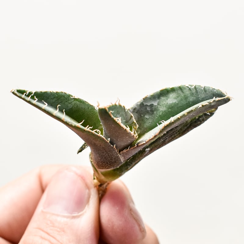 アガベ チタノタ 