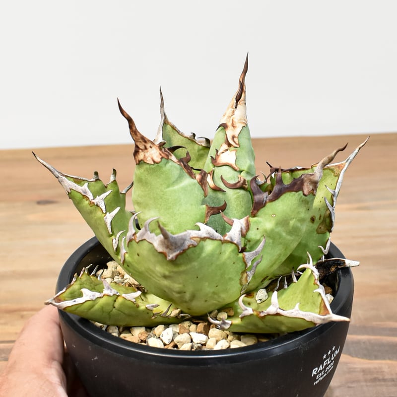 agave titanota cheater 猟豹 agave titanota cheater 猟豹