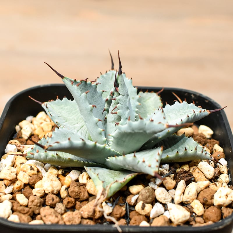 アガベ パライシ パラサナ イシスメンシス ハイブリッド 陽炎 アガベ パラサナ イシスメンシス ハイブリッド パライシ