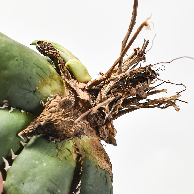 国内実生最高峰】アガベ オテロイ【OSPセレクト株 / 抜き苗