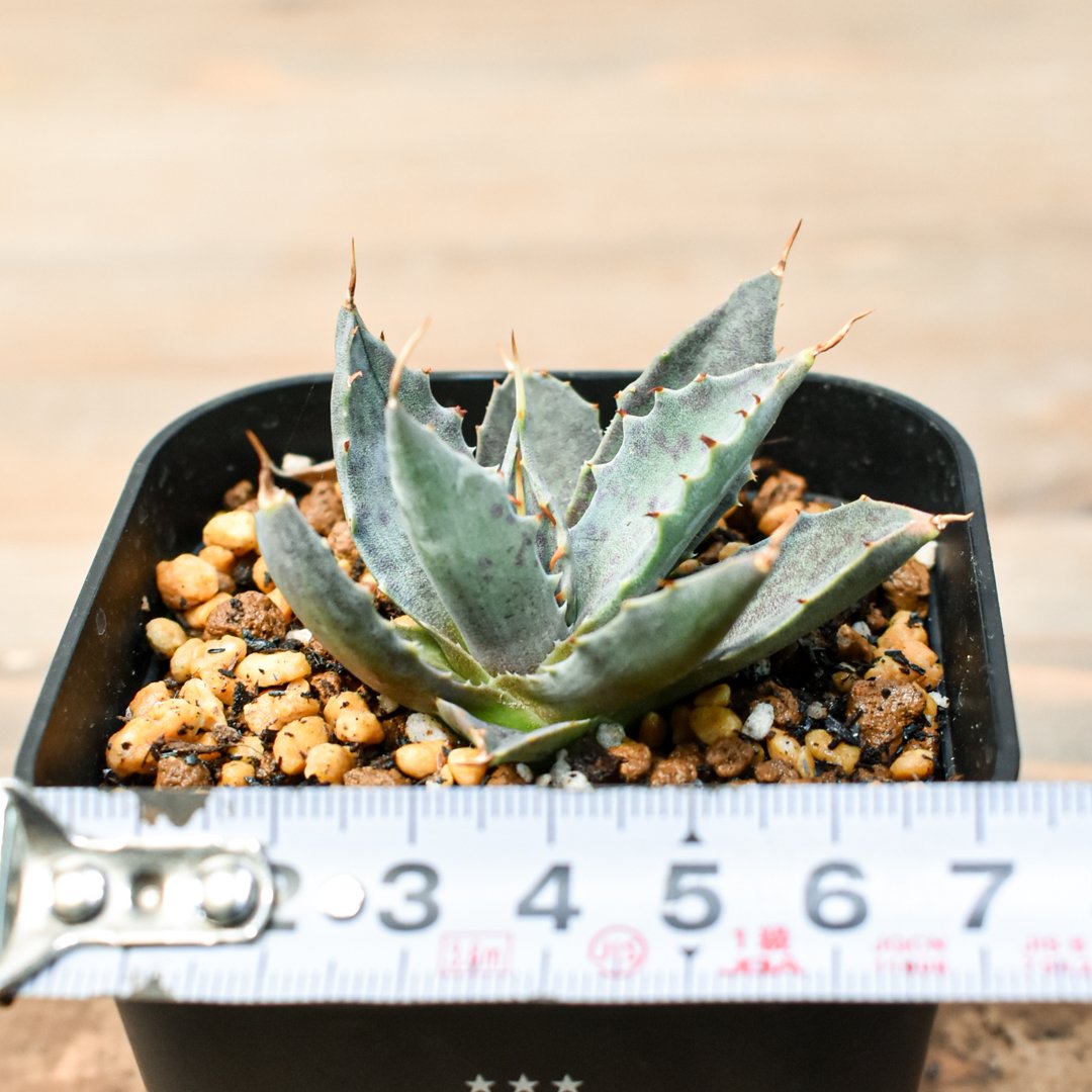 こ*う様 アガベ 特白肌怒雷神×血妖 子株 アガベ 特白肌怒雷神×血妖 子株 ⚡️Agave hybrid⚡️ 血羅刹 特